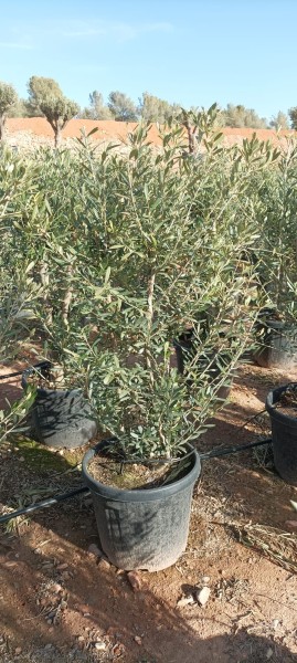 Oliven, Säule 30LT/120 cm PP-Nr.: ES-17-46/1610