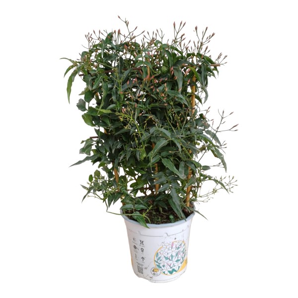 Jasmin, Spalier 14/50 cm Polyanthum PP-Nr.: ES 14 30 3185