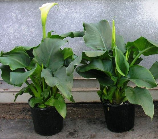 Zantedeschia, Busch 18/50 cm aethiopica - weiße Calla PP-Nr.: IT-07-0526