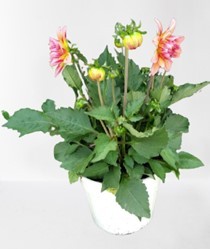 Dahlia, Busch 17 cm PP-Nr.: IT-07-0526