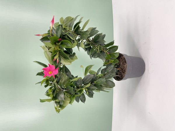 Dipladenia, Herz 17/55 cm Herz, PINK PP-Nr.: IT-16BT0373