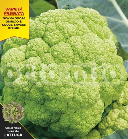 Blumenkohl, 6er Tasse cm Später grüner Blumenkohl, Sorte Emeraude (F1) PP-Nr.: IT-08-1868