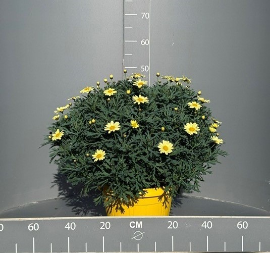 Margeriten, Busch 25/60 cm gelb PP-Nr.: IT-07-0526