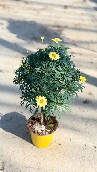 Margeriten, Stamm 14/60 cm gelb PP-Nr.: IT-07-0526