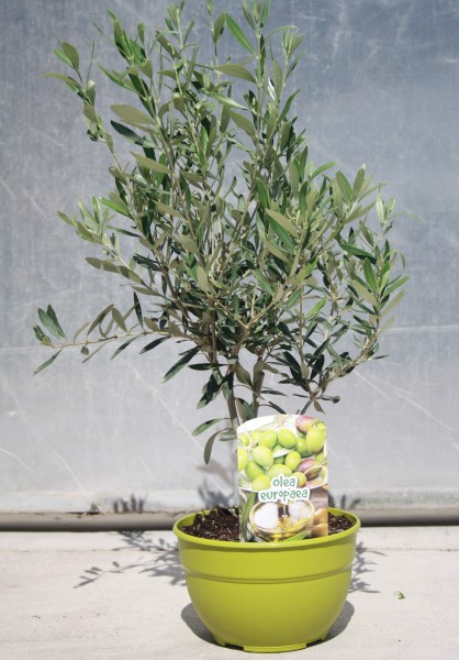 Oliven, Stamm 20/50 cm Bonsai in Schale Bunte Schale PP-Nr.: ES1703/1357