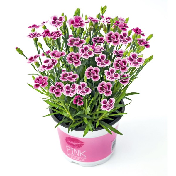 Dianthus, Busch 12/20 cm caryophyllus "Pink Kisses" PP-Nr.: IT-07-0526