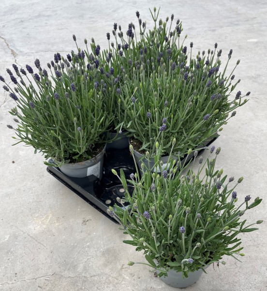 Lavendel, Busch 14/30 cm hidcote blau PP-Nr.: IT-16BT0373