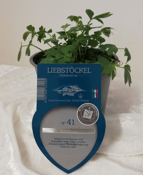 Liebstoeckel , Busch 13/20 cm "AROMA RISERVA"® mit DEKO-Stecketikett PP-Nr.: IT-07-0248