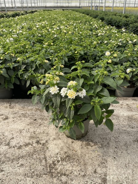 Lantana, Busch 17/40 cm camara - weiß PP-Nr.: IT-16BT0373