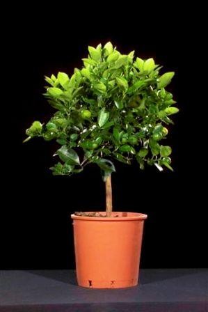 Citrus, Mini-Stamm 19/70 cm Madurensis Variegata - buntlaubige Calamondin PP-Nr.: IT-19-1627