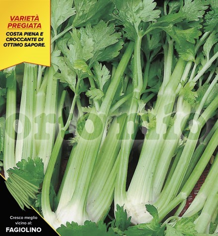 Sellerie, 6er Tasse cm grüner Stangensellerie, dick, Sorte Darklet (F1) PP-Nr.: IT-08-1868