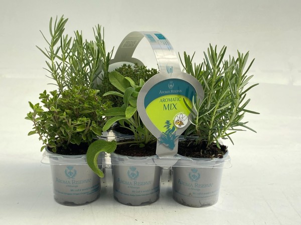 Kräutermix, Busch 9 cm in VIGO TRAGPALETTE, 6er Pack PP-Nr.: IT-07-0248