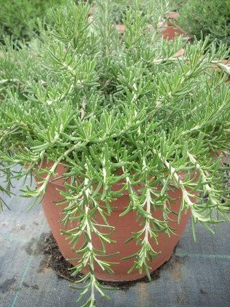 Rosmarin, Busch 25/60 cm prostratus Gewürze PP-Nr.: IT-07-0526