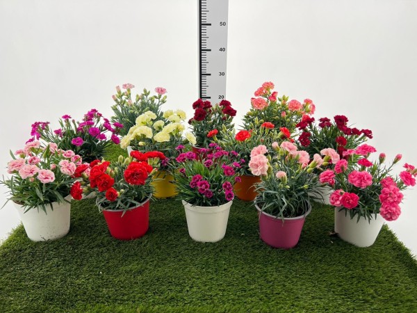Dianthus, Busch 14/30 cm caryophyllus "Menorca" PP-Nr.: IT-07-0526
