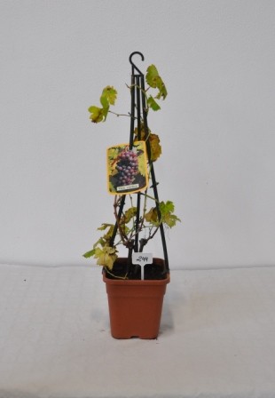 Vitis, Pyramide 17/60 cm Viognier-Alicante PP-Nr.: IT-19-0572