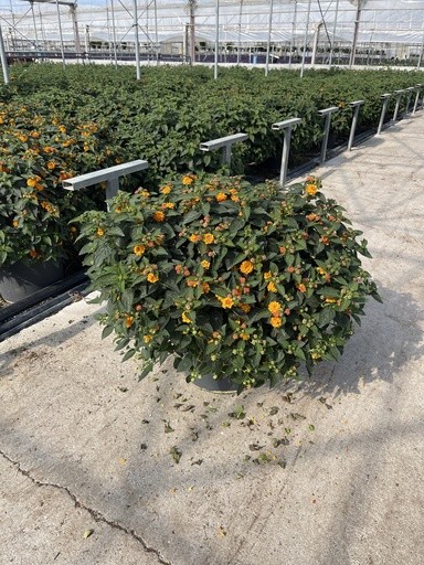 Lantana, Busch 33/70 cm camara - orange PP-Nr.: IT-16BT0373