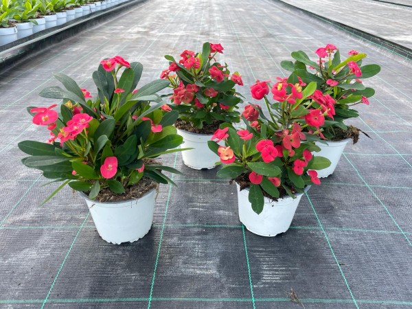 Euphorbia Milli, Busch 14/25 cm PP-Nr.: IT-16-0165