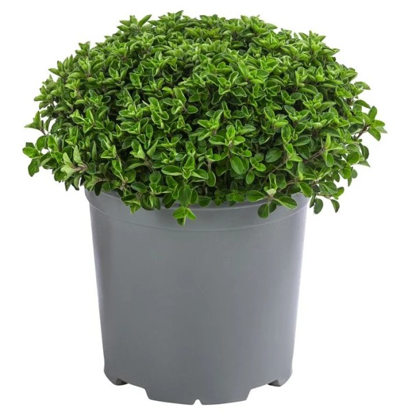 Oregano, Busch 18/40 cm Gewürze PP-Nr.: IT-07-0526