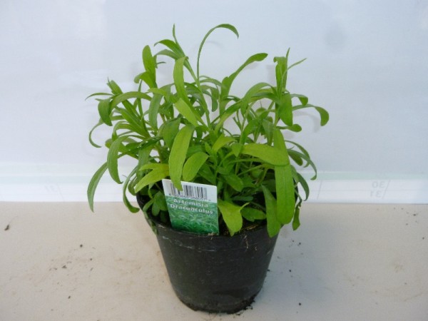 Estragon, Busch 14/20 cm Gewürze PP-Nr.: IT-07-0526