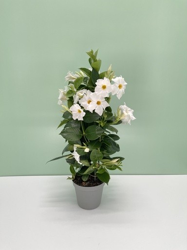 Dipladenia, Pyramide 14/50 cm WEISS PP-Nr.: IT-16BT0373