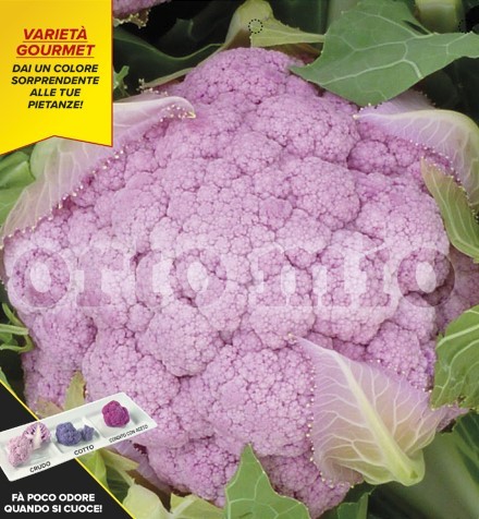 Blumenkohl, 6er Tasse cm Lila Blumenkohl, Sorte Lavender (F1) PP-Nr.: IT-08-1868