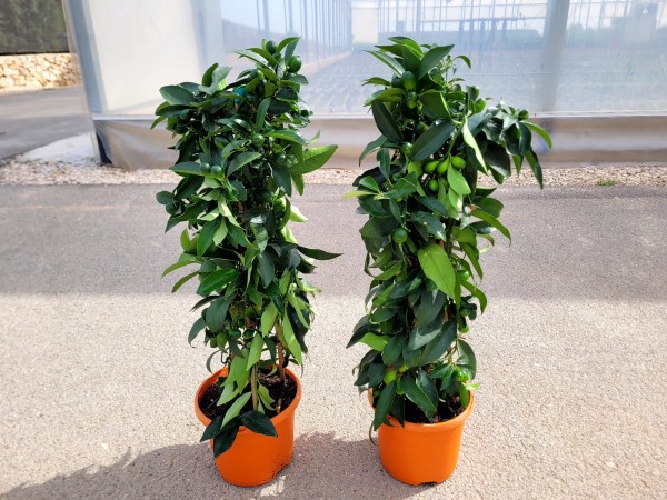 Citrus, Pyramide 19/65 cm japonica kumquat PP-Nr.: IT-16-0165