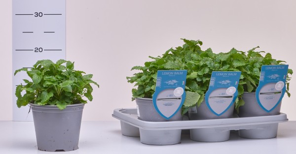 Zitronenmelisse, Busch 13/20 cm "AROMA RISERVA"® mit DEKO-Stecketikett PP-Nr.: IT-07-0248