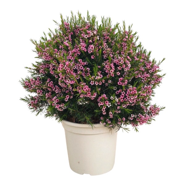 Wax Flower, Busch 20/48 cm PP-Nr.: ES 14 30 3185