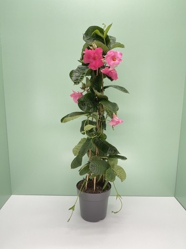 Mandevilla, Pyramide 21/110 cm anmabilis PP-Nr.: IT-16BT0373