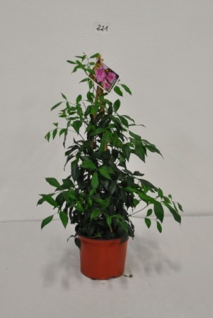 Pandorea, Pyramide 19/70 cm jasminoides PP-Nr.: IT-19-0185