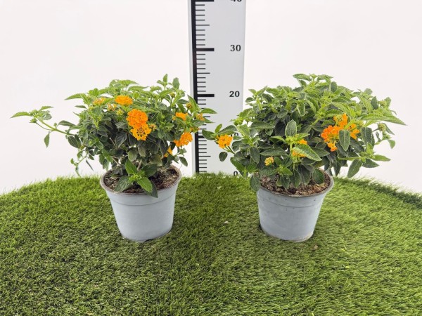 Lantana, Busch 14/30 cm camara - Wandelröschen PP-Nr.: IT-07-0526