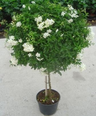 Solanum, Stamm 17/70 cm jasminoides PP-Nr.: IT-16BT0373