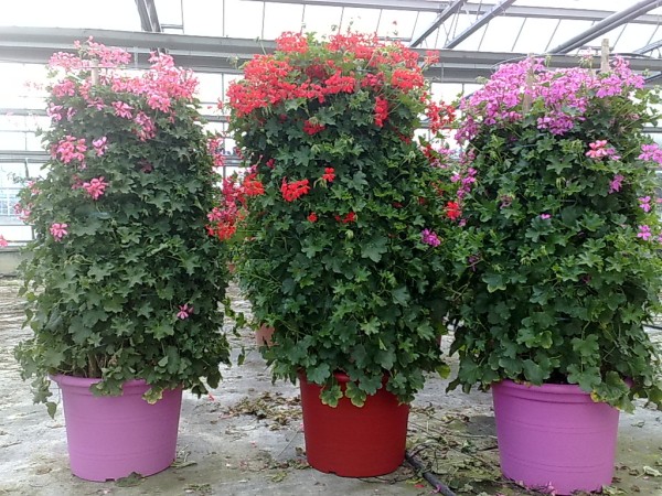 Pelargonium, Säule 45/140 cm peltatum - hängende Geranie PP-Nr.: IT-07-0526