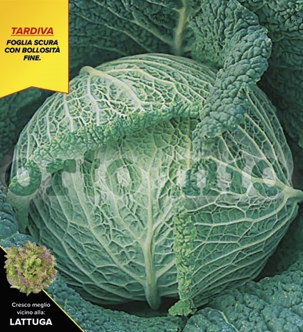 Wirsing, 6er Tasse cm dunkler Spätwirsing, Sorte Alaska (F1) PP-Nr.: IT-08-1868