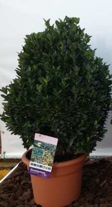 Euonymus japonica - grün, Busch, 30/65 cm