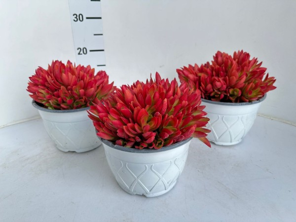 Crassula , Busch 17/20 cm Fiamella PP-Nr.: IT-16-0165