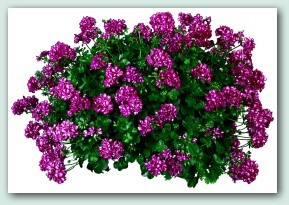 Pelargonium, Schale 35/40 cm peltatum - hängende Geranie PP-Nr.: IT-07-0526