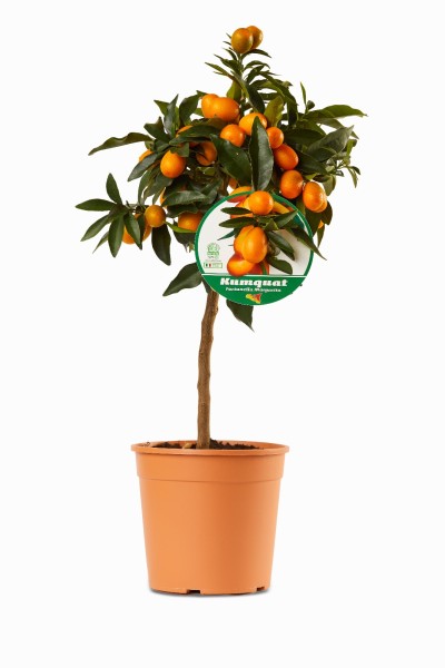 Citrus, Mini-Stamm 22/80 cm Kumquat PP-Nr.: IT-19-1627
