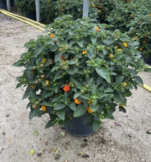 Lantana, Busch 27/60 cm camara - orange PP-Nr.: IT-16BT0373
