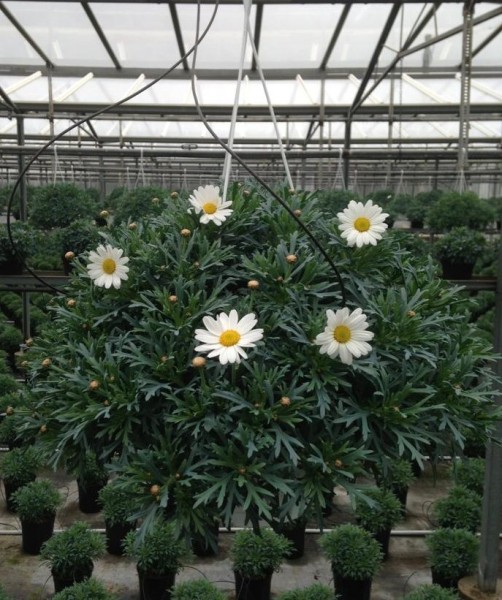 Margeriten, Ampel 20 cm weiß PP-Nr.: IT-07-0526