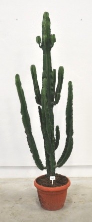 Euphorbia, 40/200 cm erythraea - Wüstenkaktus PP-Nr.: IT-07-0526