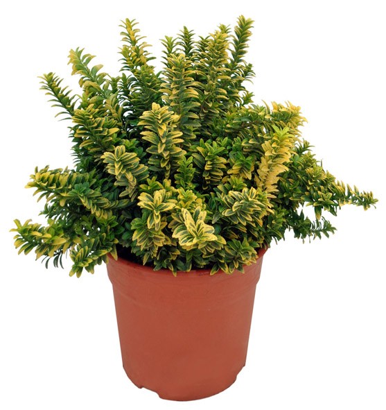 Euonymus, Busch 24/35 cm microphylla - Aurea PP-Nr.: ES-17-46/1519