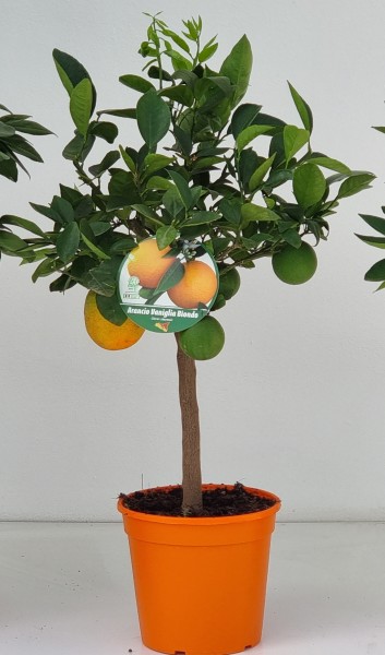 Citrus, Mini-Stamm 22/80 cm Vaniglia Boindo Orange PP-Nr.: IT-19-1627