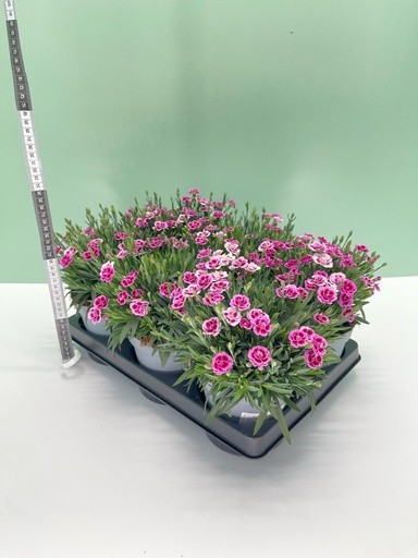 Dianthus, Busch 14/30 cm "Pink Kisses" PP-Nr.: IT-16BT0373