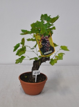 Vitis, Bonsai 18/50 cm Mix PP-Nr.: IT-19-0572