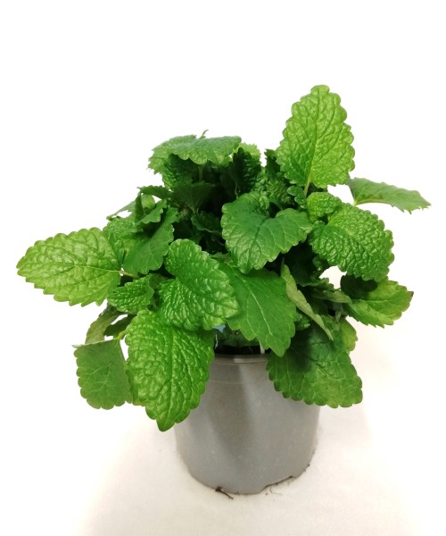 Melisse, Busch 14/20 cm Gewürze PP-Nr.: IT-07-0526