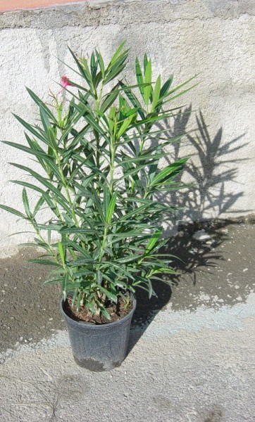 Nerium, Busch 26/90 cm Oleander, Trio PP-Nr.: IT-19-0867