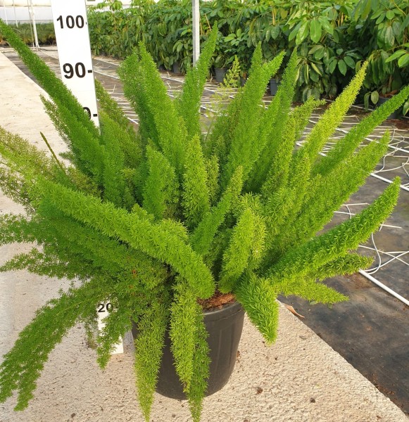 Asparagus Meyeri, Busch 30 LT/90 cm PP-Nr.: ES-17-46/1610