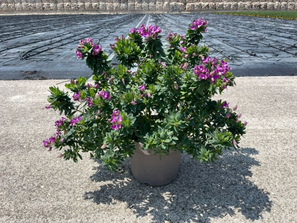 Polygala, Busch 25/60 cm myrtifolia - Kreuzblume PP-Nr.: IT-07-0526