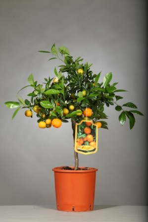 Citrus, Mini-Stamm 19/70 cm Madurensis - Calamondin PP-Nr.: IT-19-1627